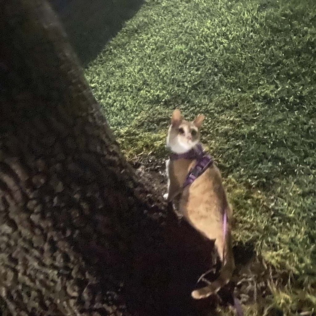 jax the cat on the grass looking up at the tree