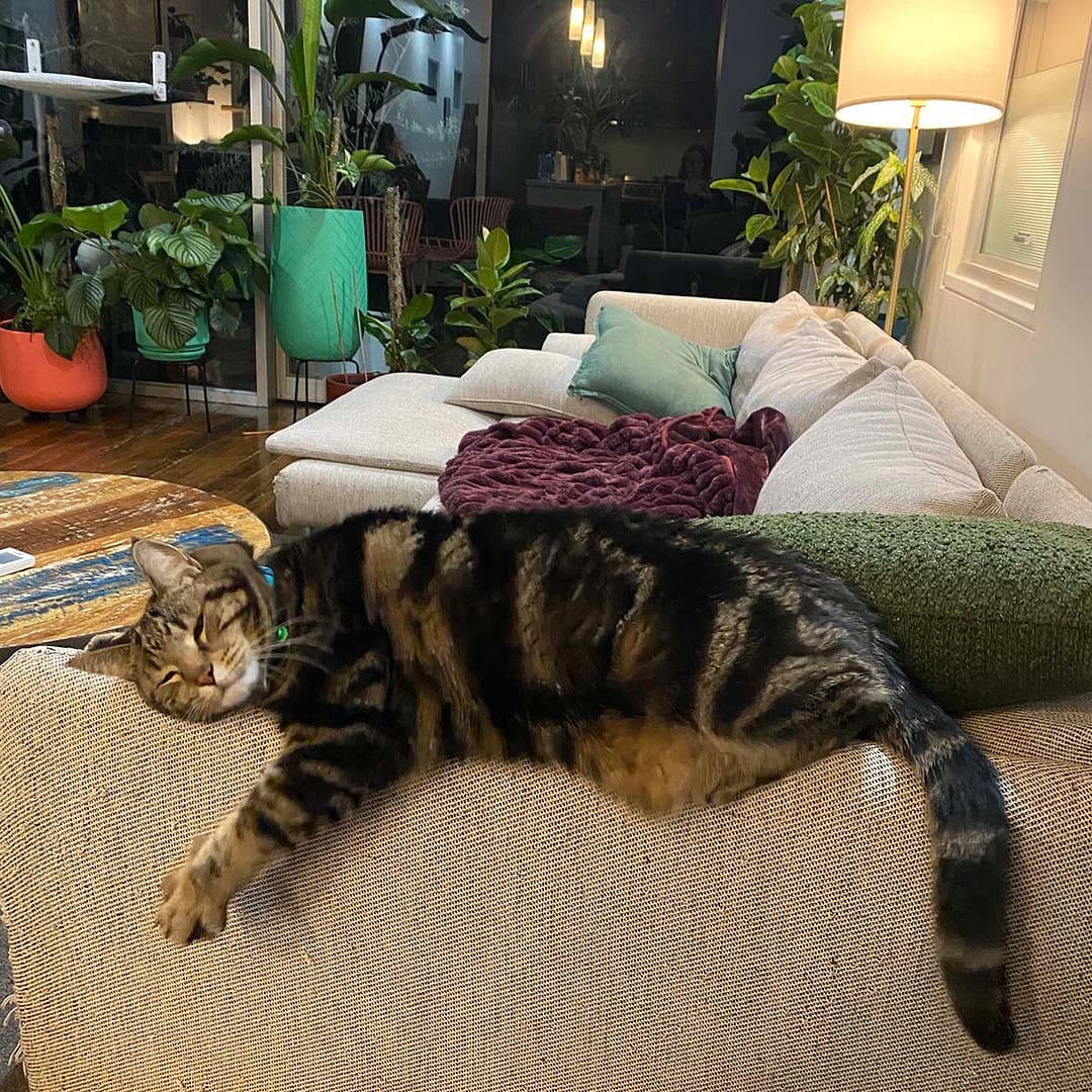 a black and tabby cat stretching out on the arm of the couch in the plant palace