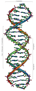 DNA structure