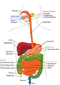 Digestive_system_diagram_en.svg diagram of digestive system