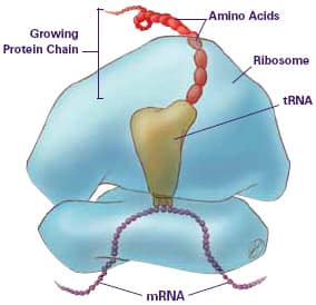 mRNA ribosome and protein synthesis