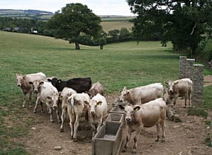 Cattle_Expecting_Feed_-_geograph.org.uk_-_219679 group of cattle waiting to get fed