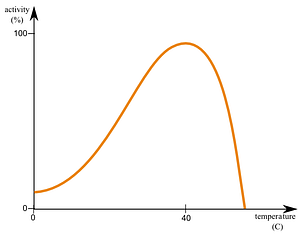 Enzyme-temperature enzyme activity and temperature