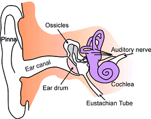 Ear-anatomy- anatomy of the inner ear