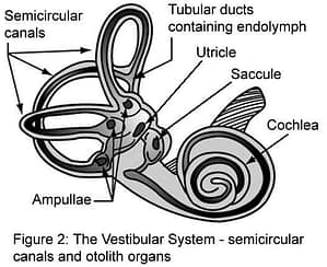 Vestibular_organs-_canals,_otolith,_cochlea vestibular system