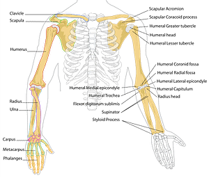 human arm bones diagram