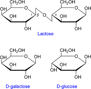hydrolisis of lactose into glucose and galactase