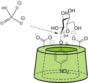 Artificial_enzyme enzyme structure in function
