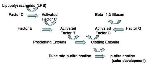 LAL_Enzyme_Cascade digestive enzyme cascade reactions